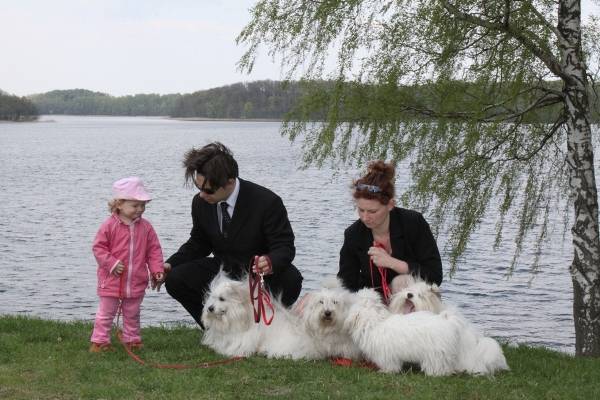 coton de tulear