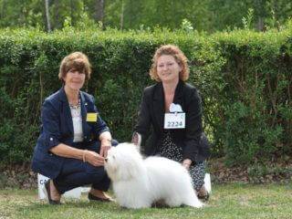 Coton de Tulear Warsaw