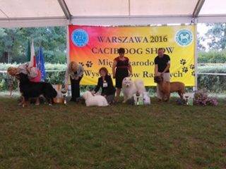 Coton de Tulear Warsaw