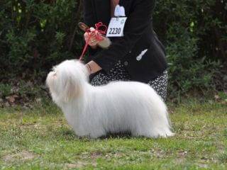 Coton de Tulear Warsaw