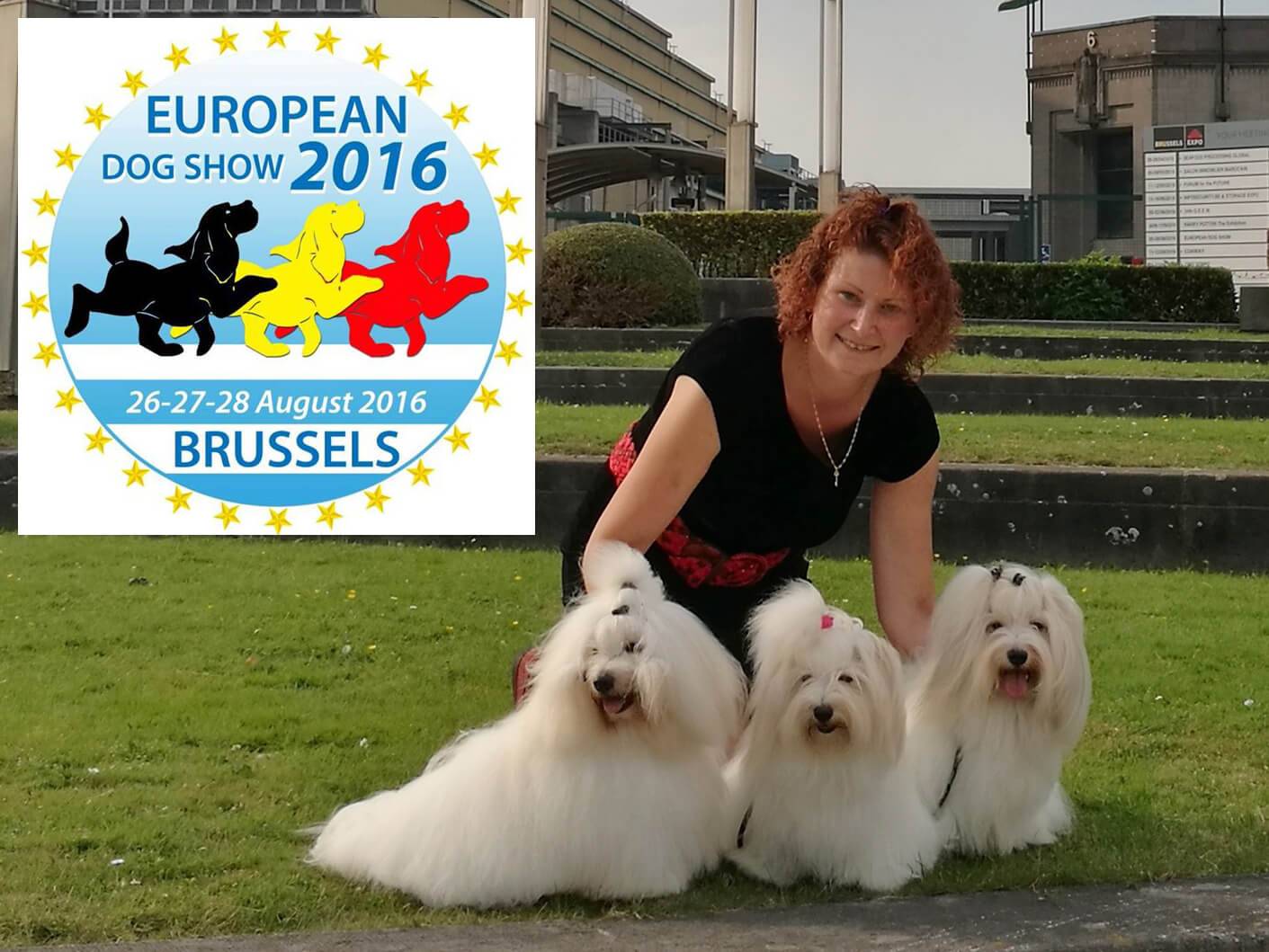 Coton de Tulear Euro Dog Show 2016 Brussels