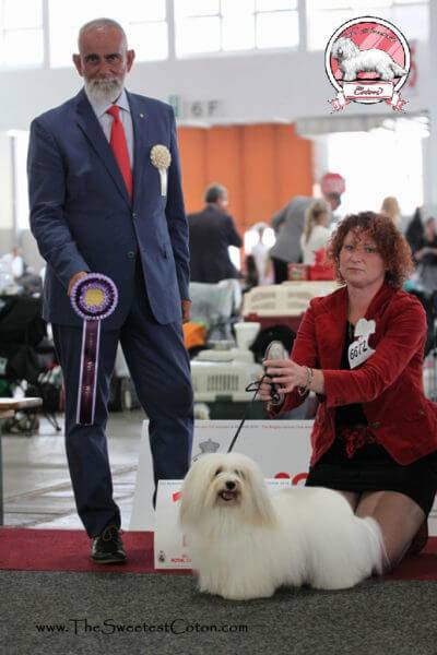 Coton de Tulear Euro Dog Show 2016