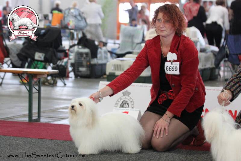 Coton de Tulear Euro Dog Show 2016