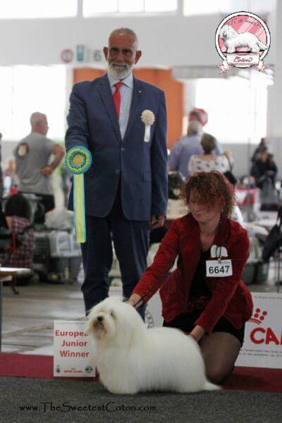 Coton de Tulear Euro Dog Show 2016