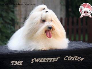 Coton de Tulear puppies - Cotonbrie Cavalli Just Cavalli & Fortuna du Castel de la Roche aux Fees