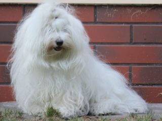 Coton de Tulear puppies - Cotonbrie Cavalli Just Cavalli & Fortuna du Castel de la Roche aux Fees