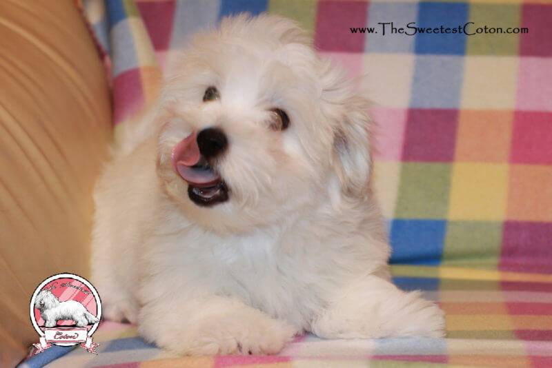 Coton de Tulear puppy - MALIBU female after Cavalli & Fortuna