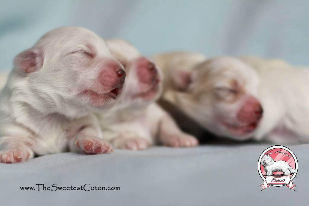 Coton de Tulear puppies for sale