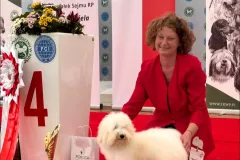 The-Sweetest-Coton-Coton-de-Tulear-at-show-in-Rybnik-2