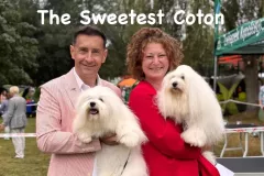 The-Sweetest-Coton-Coton-de-Tulear-at-show-in-Rybnik-3