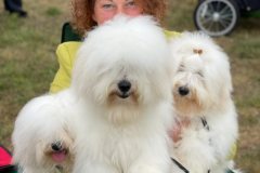 The-Sweetest-Coton-Coton-de-Tulear-at-show-in-Nadarzyn-2