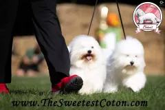 The-Sweetest-Coton-Coton-de-Tulear-at-show-in-Zgierz-2