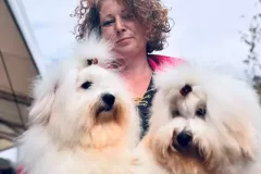 The-Sweetest-Coton-Coton-de-Tulear-at-show-in-Uniejow-1