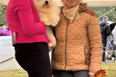 The-Sweetest-Coton-Coton-de-Tulear-at-show-in-Uniejow-2