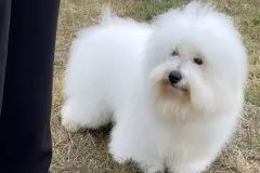 JAZZ-The-Sweetest-Coton-1