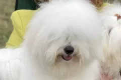 JAZZ-The-Sweetest-Coton-2