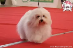 Khari-The-Sweetest-Coton-1