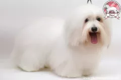 Khari-The-Sweetest-Coton-2