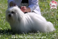 Khari-The-Sweetest-Coton-3