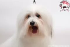 Khari-The-Sweetest-Coton-4