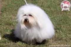 Khari-The-Sweetest-Coton-5