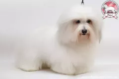 Khari-The-Sweetest-Coton-6