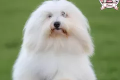 Khari-The-Sweetest-Coton-7