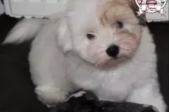 Khari-The-Sweetest-Coton-9