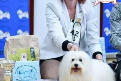 Novara-The-Sweetest-Coton-2