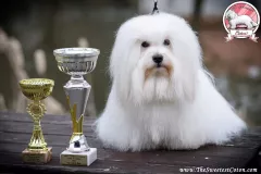 Novara-The-Sweetest-Coton-3