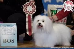 Novara-The-Sweetest-Coton-4