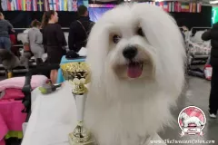 Novara-The-Sweetest-Coton-5