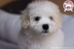 Novara-The-Sweetest-Coton-7