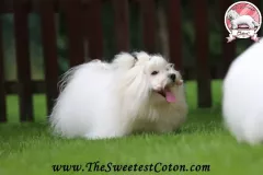 Novara-The-Sweetest-Coton-8