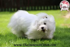 Novara-The-Sweetest-Coton-9