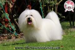 ORANGE-JUICE-The-Sweetest-Coton-1