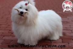 ORANGE-JUICE-The-Sweetest-Coton-2