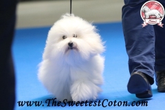 ORANGE-JUICE-The-Sweetest-Coton-3