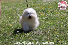 ORANGE-JUICE-The-Sweetest-Coton-4