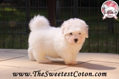 ORANGE-JUICE-The-Sweetest-Coton-5