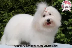 RITA-The-Sweetest-Coton-11