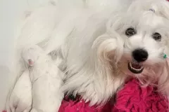 RITA-The-Sweetest-Coton-16