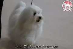 RITA-The-Sweetest-Coton-9