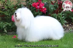 RONNIE-The-Sweetest-Coton-G3
