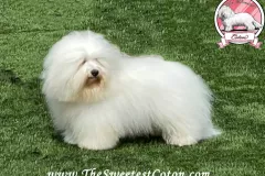 RONNIE-The-Sweetest-Coton-G5