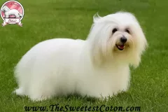 ROXIE-The-Sweetest-Coton-1