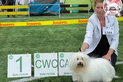 ROXIE-The-Sweetest-Coton-2