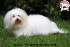 ROXIE-The-Sweetest-Coton-3