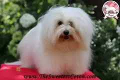 ROXIE-The-Sweetest-Coton-4