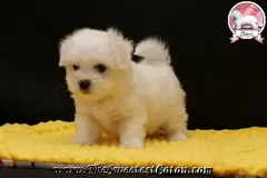 ROXIE-The-Sweetest-Coton-5